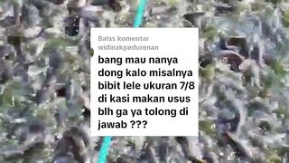 Bibit lele ukuran 7-8cm boleh gak diberi pakan alternatif usus ayam❓