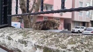 Sweet cats gather in the park waiting for me to bring them food.