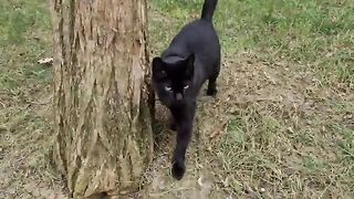 The black cat does not like the orange cat and constantly slaps her.