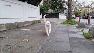 Angry White Cat puts a love kiss on my hand.