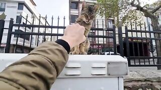 It takes great courage to touch this very Angry Cat.