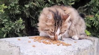 Very sweet and beautiful street cat.