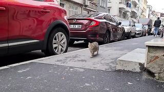 Scared street cat watches me from afar and asks for food