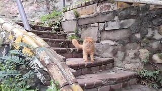 Very cute fluffy tabby street cat with perfect patterns.