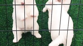 White puppy