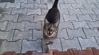 Very cute and friendly hungry stray cats.