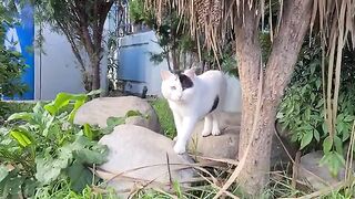 The big headed male cat comes to me with his family and asks for food.