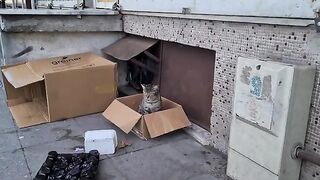 Poor Black kitten lives in a box with his mother to avoid the cold.