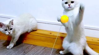 Cat video