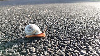 Time Lapse of Snail Crawling on the Sidewalk