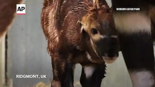 Critically-endangered bongo calf born in UK safari park.