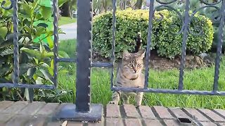 Two cute hungry cats jump in front of me and ask me for food.