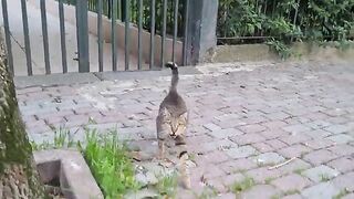 Mother Cat is crying and asking for food for her hungry kitten.