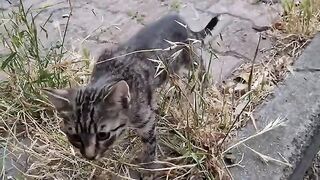 Hungry Mother cat and Kitten begging for food.