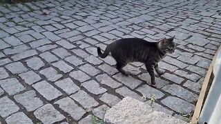 Incredibly cute hungry tabby cat.