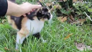 Cute street cat with wonderful facial beauty and long whiskers.