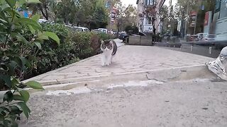 Very elegant and fluffy cute street cat.