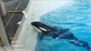 A cunning killer whale catches birds with bait.