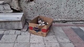 Homeless mother cat and her Kittens hiding in a cardboard Box.