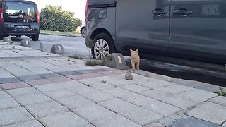 Very timid but incredibly cute orange cat.