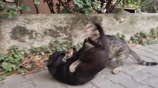 Fights break out between cats for no reason.