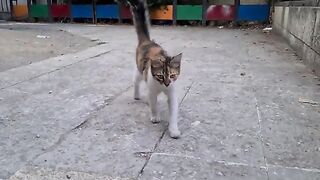 The hungry stray cat hugging my feet wants food.