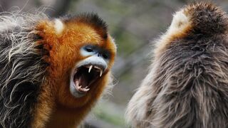 Snub Nosed Monkey Fights to Protect Family | 4K UHD | China: Nature's Ancient Kingdom