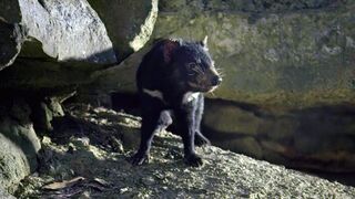 Baby Tasmanian Devils Start to Explore | 4K UHD | Seven Worlds One Planet