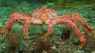 Stunning Underwater Kelp Forests | The Wild Place