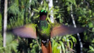 The Delightful Dance of Hummingbirds | The Wild Place | Relax with Nature