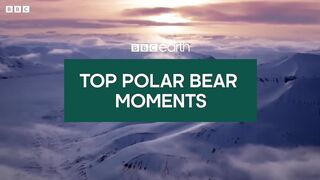 The Best Of Polar Bears