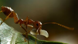 Weaver Ants Use Their Children as Cement | 4KUHD | China: Nature's Ancient Kingdom