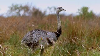 Take Flight with South American Birds | The Wild Place | Relax With Nature