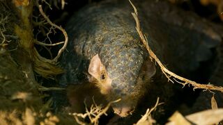 Pangolin: The World's Most Trafficked Mammal | 4KUHD | China: Nature's Ancient Kingdom