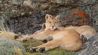 The Lives of Pumas, Eagles, Whales and More | Relax With Nature | The Wild Place