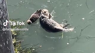 Send this to someone to make their day ???????? Video by @Seamus Kirst #otter #animals #wildlife