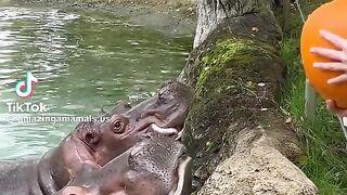 #animals #viral #videoviral #trending #foryoupage #4us #nature ##hipp #hippo #hippopotamus #newtrend #new_trending #everyone