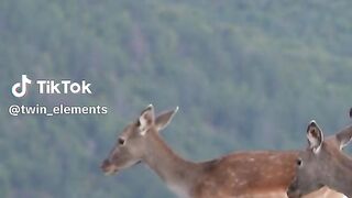 Fallow buck breeding doe in Bulgaria #fallowdeer #buck #fallowdeerbuck #breeding #rut #animals #mating #nature #adventure #fallowrut