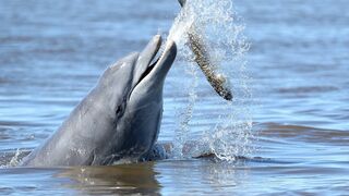 Saving Lahille's Bottlenose Dolphins | Reports From The Frontline