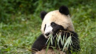 Panda Mother Teaches Cub How to Eat Bamboo | 4KUHD | China: Natures Ancient Kingdom