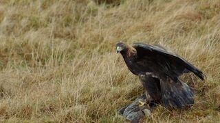 The Incredible Hunting Techniques of Eagles | Natural World: Super Powered Eagles