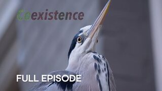 Meet the Herons of Amsterdam | Coexistence