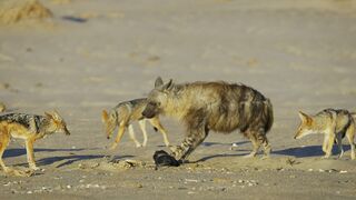 Jackal Pack vs Hyena: Food Fight | 4K UHD | Seven Worlds One Planet