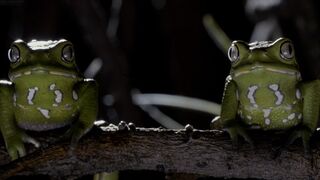 Frogs After Dark | Relax with Nature | The Wild Place