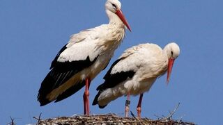 White storks! Beautiful and graceful! A sea of beauty and positivity!