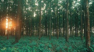 nature forest tall trees