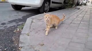 Cute orange stray cats hide under a car and ask me to give them food.