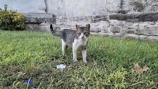 Cute street cat smells my hand from a distance because he is afraid of me.