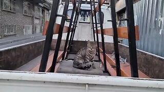 Cute stray cat looks into my eyes and asks me to feed him.