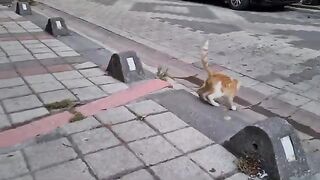 Adorable Orange Kitten.